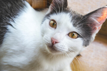 Close up picture of white grey cat is looking up with yellow eyes. Domestic animal laying and look up. Copy space concept with cute kitty. Enjoy your day with fluffy kitten.