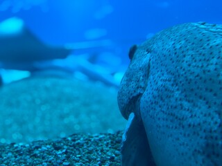 coral reef with fish