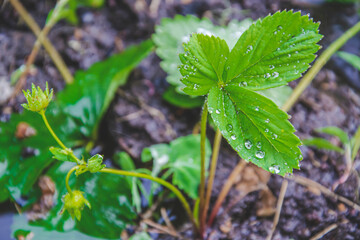 Close up picture of strawberry bush and water drops on the leaves. Natural wallpaper from the garden. Farming concept in rainy day. Healthy products growth at home. Green leaves with copy space.