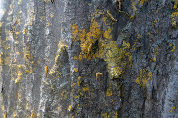 Close Up Of A Oak Processionary On A Tree