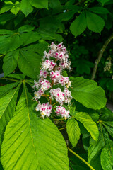 Horsechestnut Tree Flowers