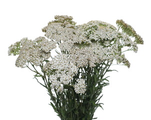 Fresh common yarrow flowers isolated on white background with clipping path © dule964