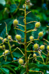 Horsechestnut Tree Conkers