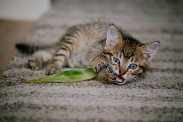 gray kitten playing with leaf
