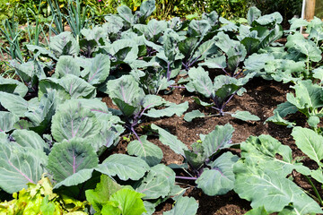 Naklejka premium Red cabbage grows in a German kitchen garden