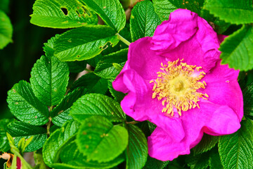 beautiful rosehip flower. color nature. sun day