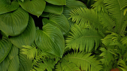 green leaves background. Green fresh frond and fern branches backdrop