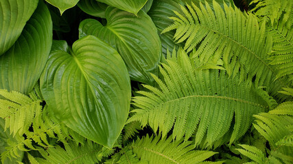 green fern leaves. Frond and fern branches closeup