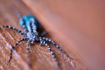 macro female wolf spider. close up. color