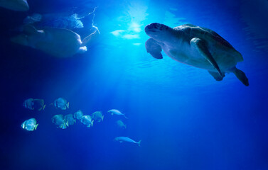 Large sea turtles swimming among fish. Animals of the underwater sea world. Life in a coral reef. - 358499733