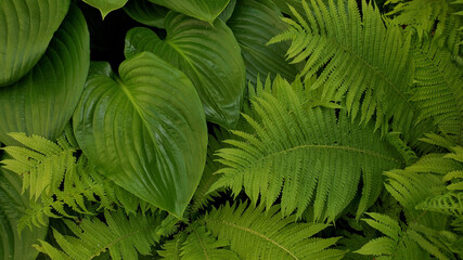 green fern leaves. Green fresh frond and fern leaf closeup