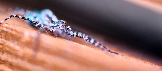 macro female wolf spider. close up. color