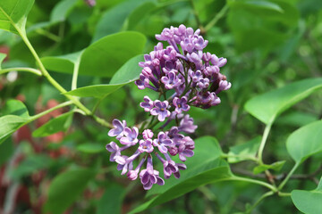 Fototapeta na wymiar lilac flowers in the garden close-up