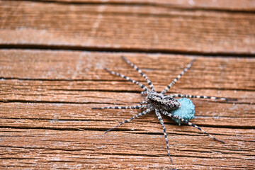 macro female wolf spider. general plan. color