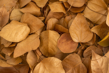 Autumn leafs texture. Leafs fallen from trees on the floor. Pile of brown dead leafs. 