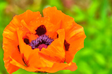 beautiful poppy flowers. general plan. color. blur background