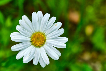 beautiful round daisy macro