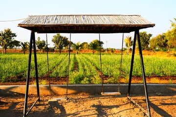 Agriculture farm in Kutch, Gujarat, India, Morning in farm