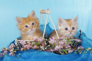 Two cute red kitten