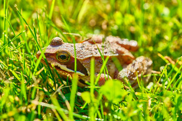 Frog sits in the grass medium plan color