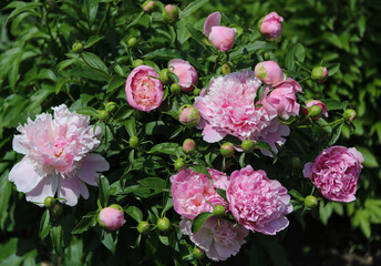 Fototapeta premium pink peonies in a flower bed