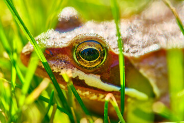 Frog sits in the grass close up color