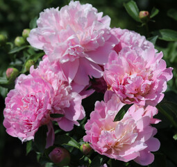 pink peonies in a flower bed