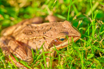 Frog sits in the grass medium plan color