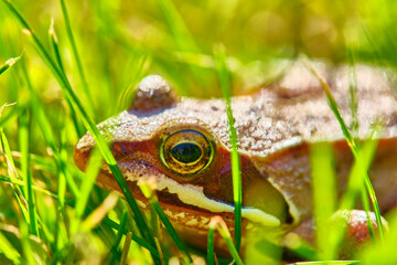 Frog sits in the grass close up color