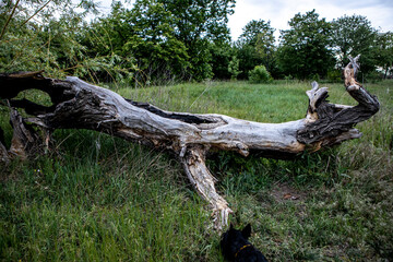 Obraz premium The old fallen dead tree lying in a clearing in the woods