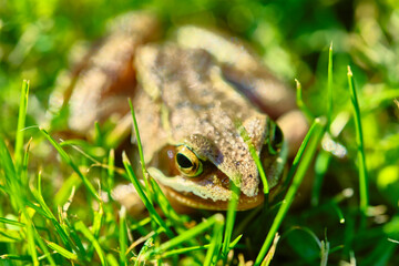 Frog sits in the grass close up color