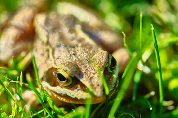 Frog sits in the grass close up color