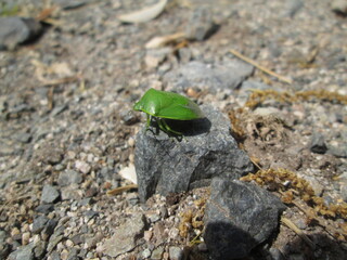 緑色のカメムシ