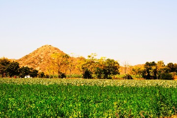 Agriculture farm in Kutch, Gujarat, India, Morning in farm