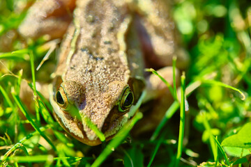 Frog sits in the grass close up color
