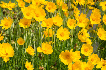Fototapeta premium Flowers Heliopsis in the Garden