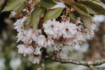 Apple blossoms and green leaves