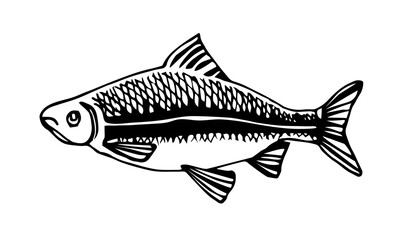 freshwater fish, roach, bream, for decorative ornaments and patterns, vector illustration with black ink contour lines isolated on a white background in doodle & hand drawn style