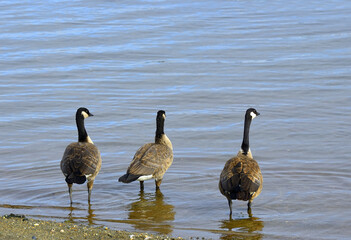 Goose walk from the beach to the water