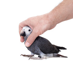Timneh African Grey Parrot isolated on white