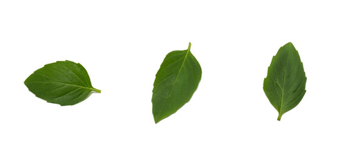 fresh organic basil leaves isolated on white background with Clipping path