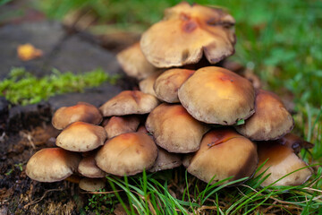 Close up of cluttered poisonous mushrooms - Hypholoma Fasciculare - which are growing off a piece of dead wood in the grass in the forest.