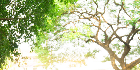 Blurred beautiful nature background blurry of leaf bokeh forest. garden and park with sunlight, use for background with perspective