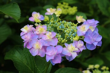 花 あじさい 癒し 風景