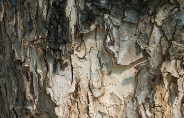 Dark brown old wood texture wall