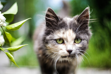 Obraz na płótnie Canvas cat on green grass