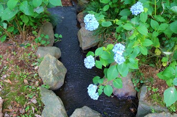 花　あじさい　小川　癒し　風景