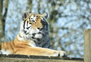 Beautiful female Amur tiger at the zoo