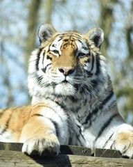 Beautiful female Amur tiger at the zoo