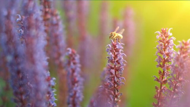 Close up of honey bee flying and collecting nectar pollen around garden sage flowers (salvia officinalis). Super slow motion filmed at 1000 fps.